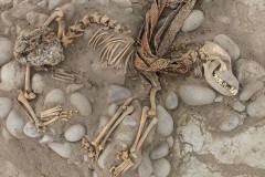 Bất ngờ trước hài cốt chó hiến tế cách đây 1.000 năm ở Peru