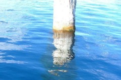 Bí ẩn thân cây khổng lồ dựng đứng giữa hồ suốt 100 năm