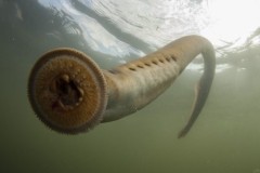 Đi tắm sông, ông lão phát hiện sinh vật đáng sợ dưới nước dài 0,5m tồn tại 360 triệu năm qua