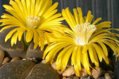 Khó tin: Từ đá lạ mọc ra loài hoa bí ẩn, còn tỏa hương thơm ngát