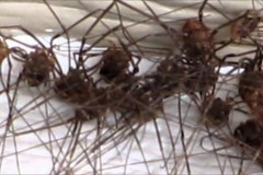 200 tỷ nhện chân dài sắp lan tràn khắp nước Anh