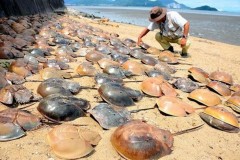 500 con sam chết bất thường trên bờ biển Nhật