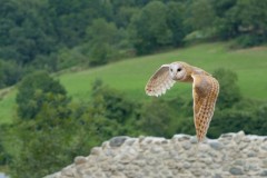 Bí ẩn về loài chim báo hiệu cái chết