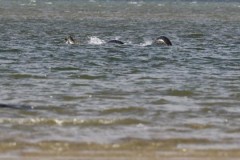 Bức ảnh thuyết phục nhất chụp quái vật hồ Loch Ness