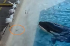 Cá hổ kình chia sẻ thức ăn với bầy chim trên bờ, không ngờ chú ta tinh quái hơn thế