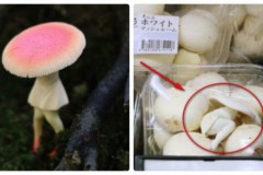 “Cây nấm” kỳ lạ có hình thù như cô gái