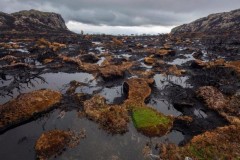 Chỉ trong 25 năm, chúng ta đã phá hủy 10% sự hoang dã trên Trái Đất