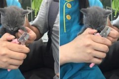 Chú mèo con bất mãn khi chủ nhân… cắt móng chân cho