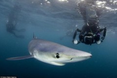 Chụp được cá mập xanh cực hiếm ngoài khơi nước Anh