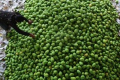 Có thể làm sôcôla từ quả xoài?