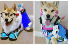 Cười không nhặt được mồm với cosplay Overwatch phiên bản... chó