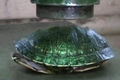 Ép thủy lực xác rùa đen, tan nát chỉ trong chớp mắt!