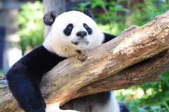 Gấu trúc khổng lồ đã biến mất trong Sách Đỏ