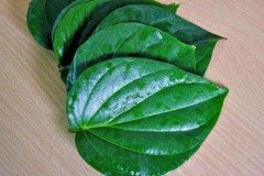 Hãy dùng lá này súc miệng, bỏ qua nước hoá chất đang quảng cáo rầm rộ