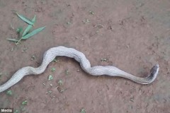 Hổ mang chúa quằn quại nôn ra 6 quả trứng lớn