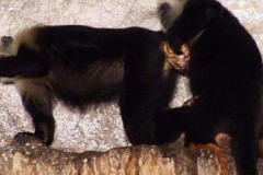 Khỉ bố… đỡ đẻ cho khỉ mẹ lành nghề như bác sỹ