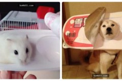 Màn biến hình ngộ nghĩnh thành ‘bánh ngọt’ của thú cưng