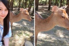 Nai con ngán ngẩm khi thấy người… selfie