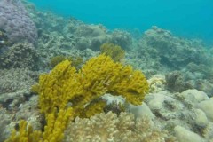 NASA triển khai dự án bảo vệ rạn san hô lớn nhất thế giới