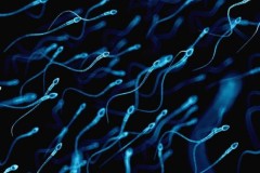 Nghiên cứu đột phá chứng minh hai đàn ông có thể có con với nhau