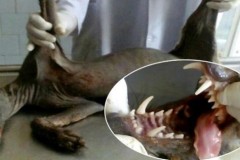 ‘Quỷ hút máu dê’ thực sự là có thật