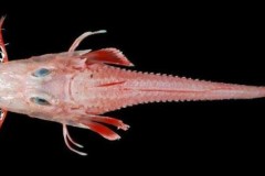 Soi loài cá biển "bọc thép" cực hiếm, siêu dị ở Việt Nam