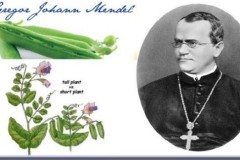 Sự thật về thuyết tiến hóa: Lý thuyết di truyền của Mendel bác bỏ học thuyết Darwin