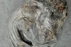 Tại sao chàng trai bỏ 1,6 triệu mua khúc gỗ mục? Câu trả lời khiến người bán hàng tiếc nuối