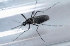 Thai phụ Malaysia đầu tiên nhiễm virus Zika