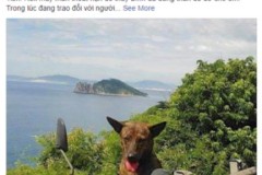 Thầy giáo nghèo vạ vật Sài Gòn tìm chó Phú Quốc mất tích