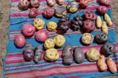 Trồng nhiều nhất thế giới nhưng Trung Quốc không phải là vương quốc khoai tây