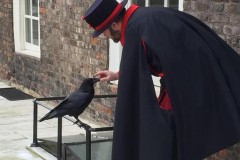 Truyền thuyết về loài quạ đen sống trên tháp London