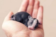 Tưởng là chó con vừa sinh, khi lớn dần mới biết là động vật dễ thương nhường nào