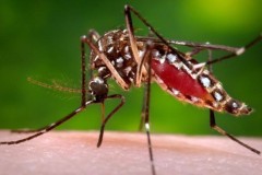 Vi khuẩn Wolbachia, "vũ khí tối thượng" chống sốt xuất huyết?