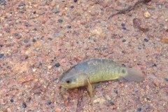 Video: Cá rô quyết vượt cạn tìm đường về nhà