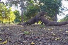 Video: Rồng komodo kịch chiến trên đảo Indonesia