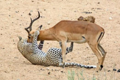 Báo nhỏ khó khăn lắm mới bắt được linh dương, chuẩn bị ăn thịt thì tình thế đảo chiều