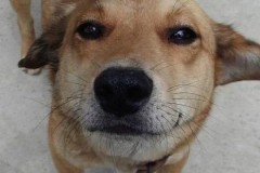 Chú chó cảm thấy đau bụng, bèn tự mình đi tìm bác sĩ để khám