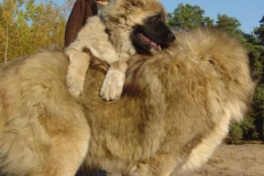 Chú chó lớn nhất thế giới: Cả đời chỉ nhận 1 chủ, đánh bại chó ngao Tây Tạng trong vòng 5 phút