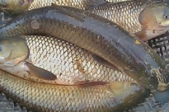 Món ăn thuốc từ cá trôi