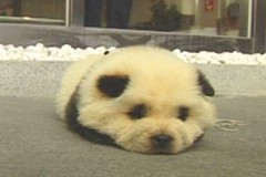 Gấu trúc nằm bơ vơ trên đường và kết quả khiến bạn bật cười thích thú