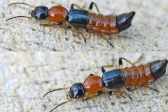 Giải oan cho kiến ba khoang