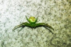 Nhện ngoài hành tinh gây hoang mang ở Nga