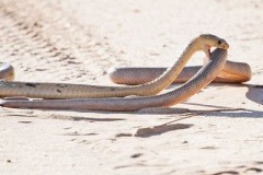 Rắn hổ mang đói mồi nuốt chửng đồng loại