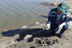 10.000 con ếch quý đột ngột chết hàng loạt ở Peru