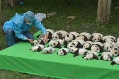 23 ‘bé gấu trúc’ cực kỳ đáng yêu, ai nhìn thấy cũng muốn ôm ngay vào lòng