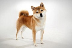 5 giống chó hiền lành thích hợp nuôi để làm bạn, đi dạo không cần rọ mõm