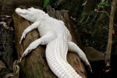 Ấn tượng trước những hình ảnh động vật bị bệnh bạch tạng