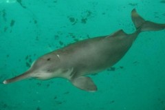 Cá heo sông Trường Giang trở lại sau một thập kỷ mất tích ở Trung Quốc