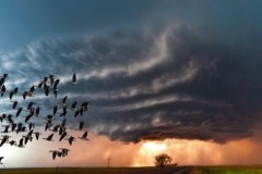 Cách đương đầu khôn ngoan với siêu bão của loài chim